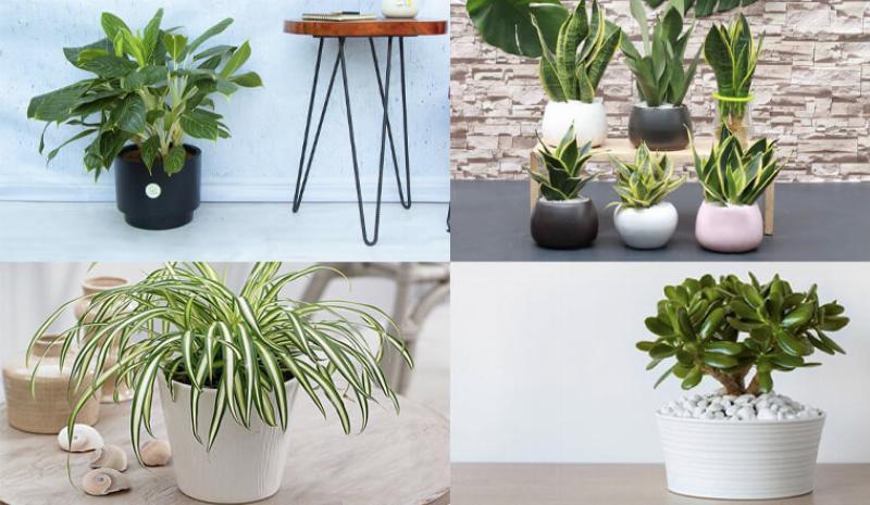 Cành Lan Hồ Điệp trắng tinh khôi và một chậu cây xanh tươi, mang ý nghĩa may mắn, tài lộc cho người mệnh Mộc Quý Sửu 1973